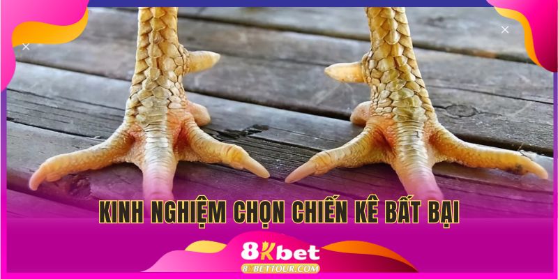 Bí kíp chọn chiến kê bất khả chiến bại