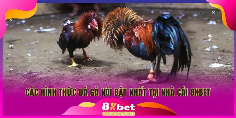 Các hình thức đá gà 8Kbet