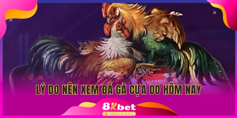 Điểm cộng khi xem trận đá gà cựa dao hôm nay tại nền tảng
