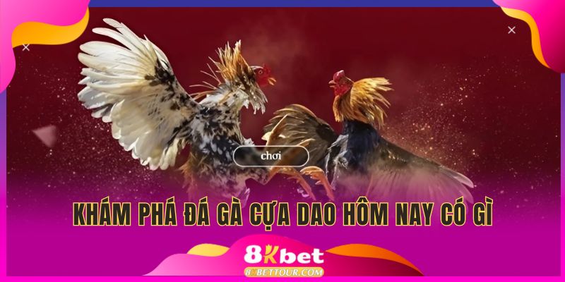 khám phá đá gà cựa dao hôm nay có gì hấp dẫn
