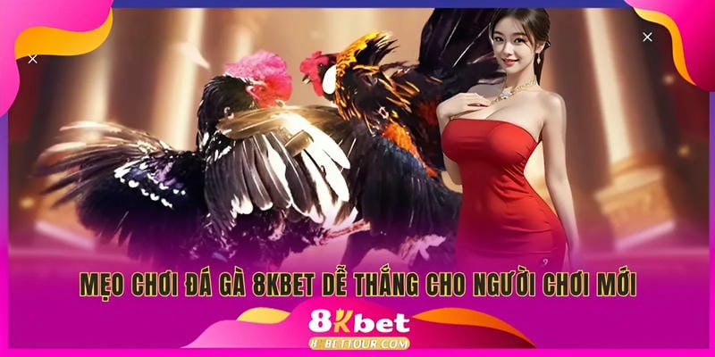 Mẹo nắm bắt cách chơi đá gà 8Kbet tốt nhất