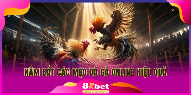 Nắm bắt các mẹo hướng dẫn đá gà online hiệu quả