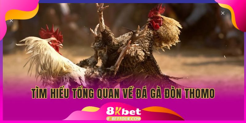 Tổng quan về bộ môn đá gà đòn thomo