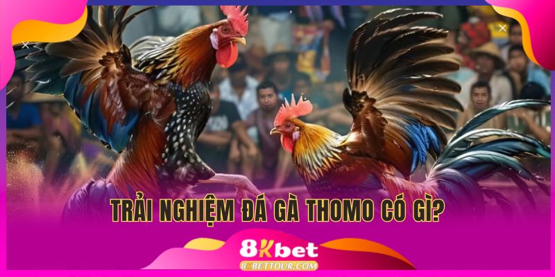 Những trải nghiệm tại đá gà Thomo online 
