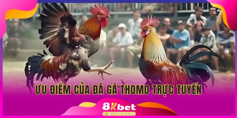 Trực tiếp đá gà Thomo hôm nay - những yếu tố tạo sức hút